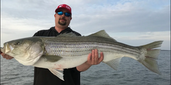 Striped bass caught while fishing in Maryland