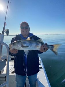 Striped bass caught by angler in Maryland