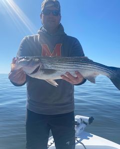 Striped bass caught at Rock Hall