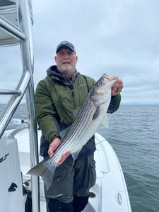 Striped bass caught in Rock Hall