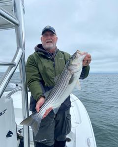 Striped bass caught fishing in Rock Hall