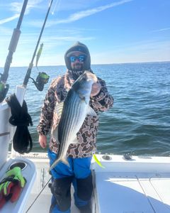 Striped bass caught while fishing in Rock Hall