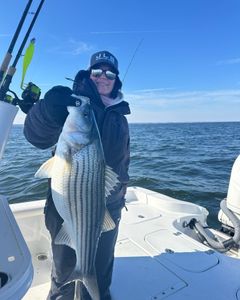 Striped bass caught while fishing in Rock Hall