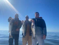 Three striped bass caught while fishing at Rock Hall