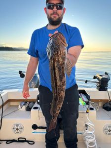 Lingcod, a 24-inch fish, caught while fishing in Nanaimo