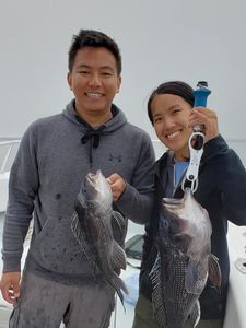 Boston Fishing Charter Boats, Black Sea Bass