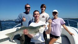 Bass hunting in Boston's bridges.