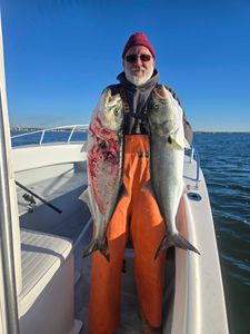 Two large bluefish caught in MA