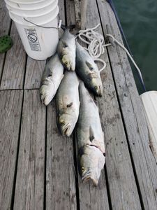 5 bluefish caught in Winthrop, Massachusetts