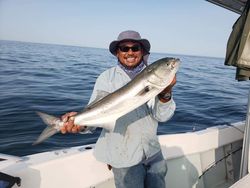 Bluefish caught fishing in MA
