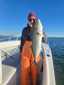 A photo of a bluefish, a 39-inch fish caught while fishing in Winthrop.