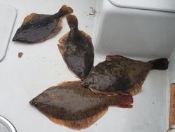 Four European flounder and Winter Flounder fish caught in Winthrop