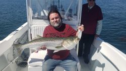 Striped bass fish caught while fishing in MA