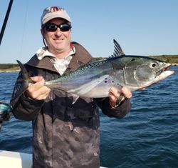 Little Tunny fish caught in MA