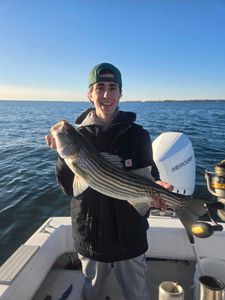 Striped bass caught in MA