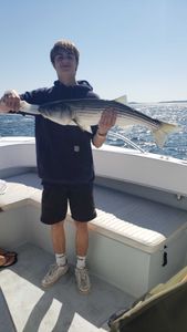 A striped bass measuring 29 inches, caught while fishing in MA.