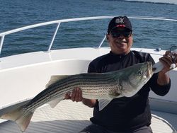 Striped bass caught while fishing in MA