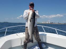 Striped bass caught in MA