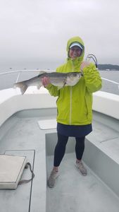 Striped bass caught by angler in MA