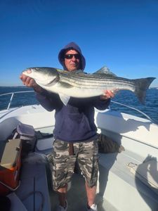 Striped bass caught in MA