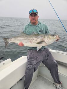 Striped bass caught in MA