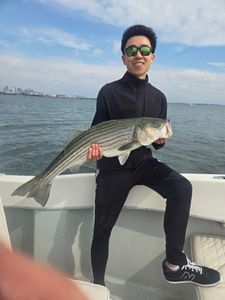 Striped bass caught in MA