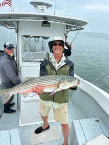 Striped bass caught while fishing in MA