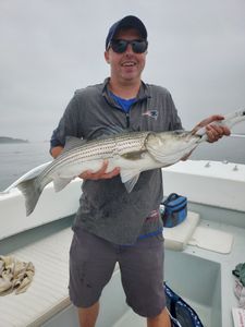 Striped bass fishing in MA