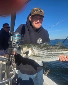 Striped bass caught while fishing in MA