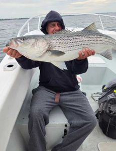 Striped bass caught while fishing in MA