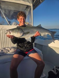 Striped bass caught in MA
