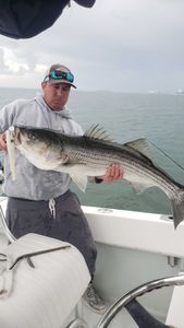 Striped bass caught while fishing in MA