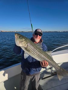 Striped bass caught while fishing in MA
