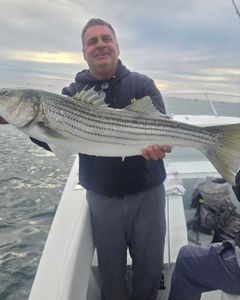 Striped bass caught while fishing in MA