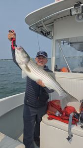 Striped Bass caught in MA while fishing