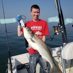 Striped bass caught in Winthrop