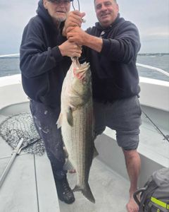 Striped bass caught in Winthrop