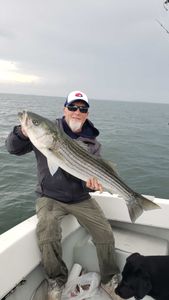 A striped bass, 27 inches long, caught in Winthrop