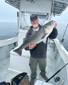 A striped bass being held by a person in Winthrop