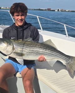Striped bass caught in Winthrop, MA