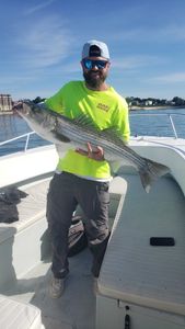 Striped bass caught by fisherman in Winthrop