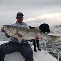 Striped bass caught by a fisherman in Winthrop