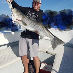 Striped bass caught in Winthrop, Massachusetts