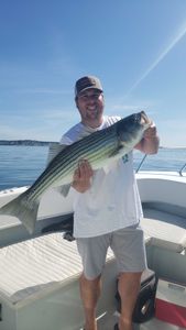 Striped Bass caught by angler in Winthrop