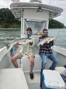 Two striped bass caught in Winthrop