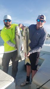 Two striped bass caught while fishing in Winthrop
