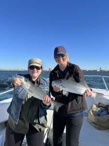 Two striped bass caught in Winthrop