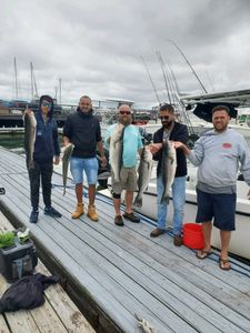 4 striped bass in Winthrop