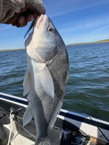 Black Drum fish caught in Texas