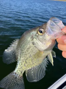 Crappie fish caught while fishing in Texas
